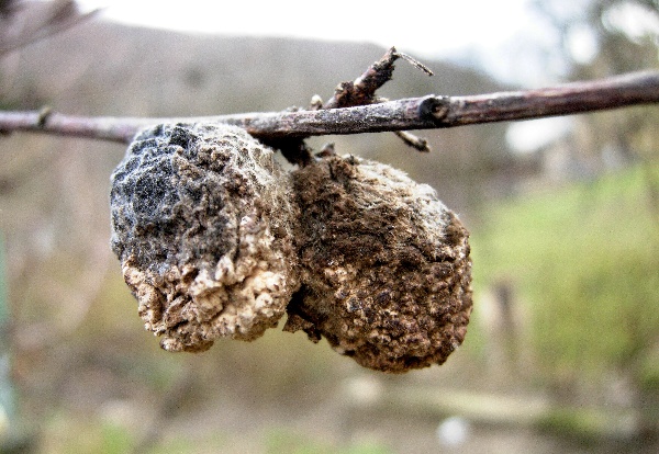 Moniliov&aacute; hniloba plodů broskvoně