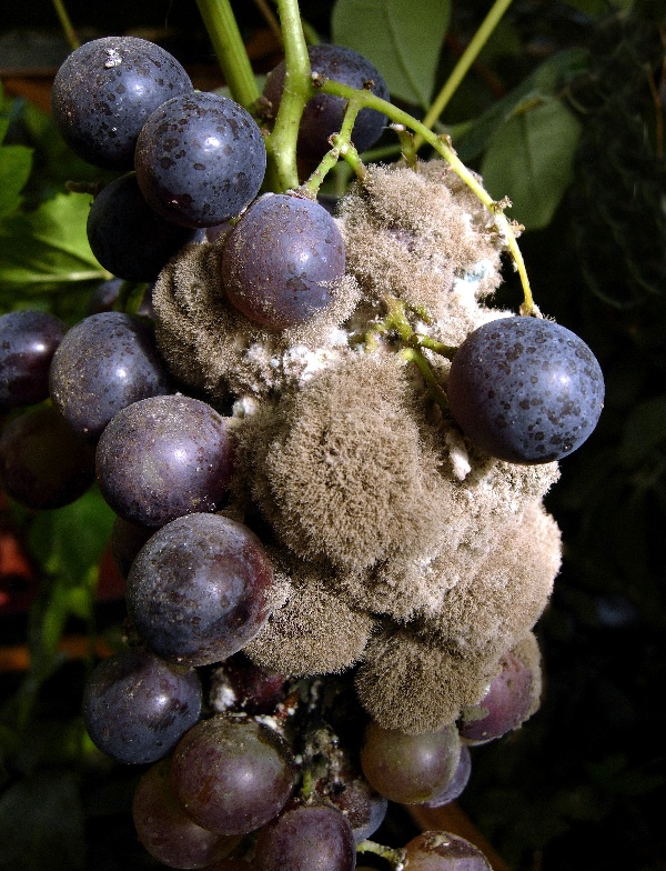 &Scaron;ed&aacute; hniloba hroznů