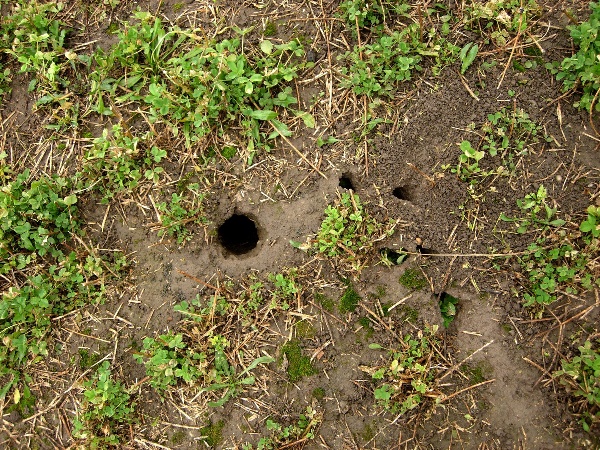 Nory hrabo&scaron;e poln&iacute;ho ve vojtě&scaron;ce