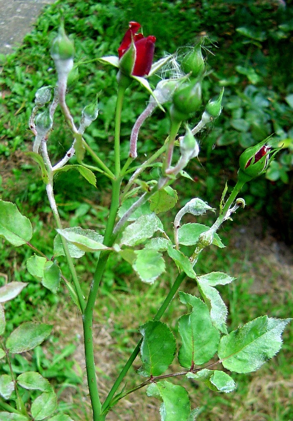 Padl&iacute; na růž&iacute;ch