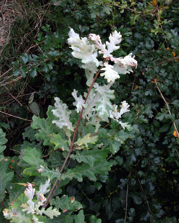 Padl&iacute; dubov&eacute;