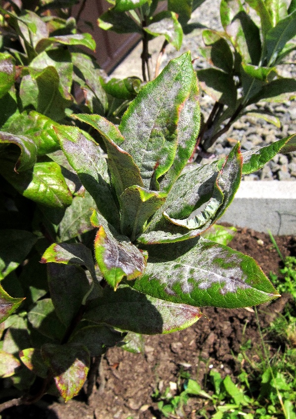 Padl&iacute; na azalce