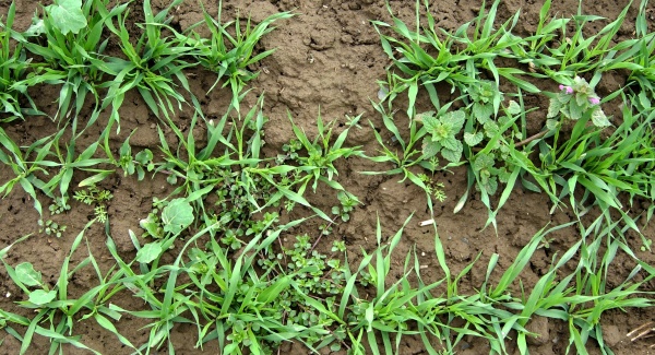 Konkurence pleveln&yacute;ch rostlin v&nbsp;porostech obilnin na podzim m&aacute; za n&aacute;sledek zejm&eacute;na sn&iacute;žen&iacute; počtu odnož&iacute;  