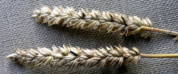 Mazlav&aacute; snětivost p&scaron;enice je &uacute;činně kontrolov&aacute;na v&scaron;emi registrovan&yacute;mi mořidly