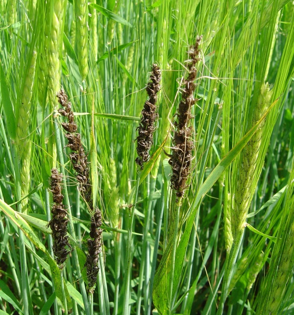 U ječmene hraje důležitou roli i&nbsp;pra&scaron;n&aacute; snětivost ječmene