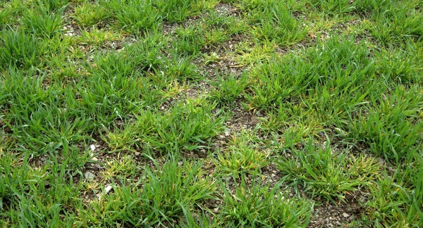 Ohniskov&yacute; v&yacute;skyt virov&yacute;ch zakrslost&iacute; obilnin