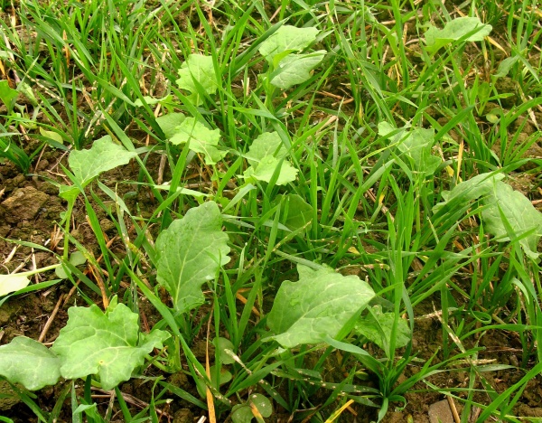 Vzhledem k&nbsp;vysok&eacute; konkurenčn&iacute; schopnosti je nutn&eacute; vze&scaron;l&yacute; v&yacute;drol obilnin odstranit v&nbsp;řepce co nejdř&iacute;ve 