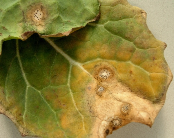 F&oacute;mov&aacute; hniloba brukvovit&yacute;ch může napadnout porosty ozim&eacute; řepky již při vzch&aacute;zen&iacute;