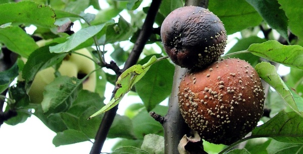 Moniliniovou hnilobu plodů omez&iacute;me pozdn&iacute;m &scaron;etřen&iacute;m před sklizn&iacute; 