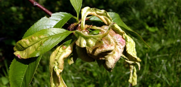 V oblastech s&nbsp;pravideln&yacute;m siln&yacute;m v&yacute;skytem kadeřavosti broskvoně u&nbsp;n&aacute;chyln&yacute;ch odrůd je vhodn&eacute; tak&eacute; podzimn&iacute; o&scaron;etřen&iacute; měďnat&yacute;mi fungicidy