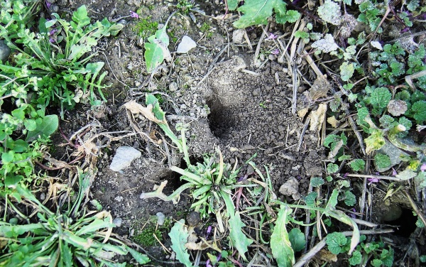 Aktivn&iacute; nora hrabo&scaron;e poln&iacute;ho