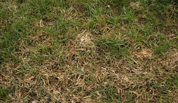 Vyzimov&aacute;n&iacute; tr&aacute;vn&iacute;ků