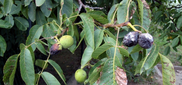 U vla&scaron;sk&eacute;ho oře&scaron;&aacute;ku na napaden&yacute;ch opadl&yacute;ch listech přezimuje původce hnědnut&iacute; listů oře&scaron;&aacute;ku