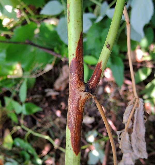 Silněji napaden&eacute; v&yacute;hony odum&iacute;r&aacute;n&iacute;m malin&iacute;ku odstraňujeme je&scaron;tě na podzim
