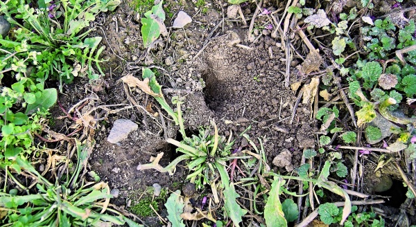 Aktivn&iacute; - obsazen&aacute; nora hrabo&scaron;em poln&iacute;m