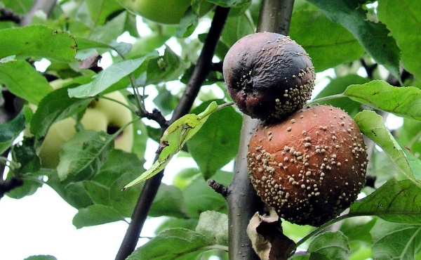 Moniliniová hniloba jádrovin