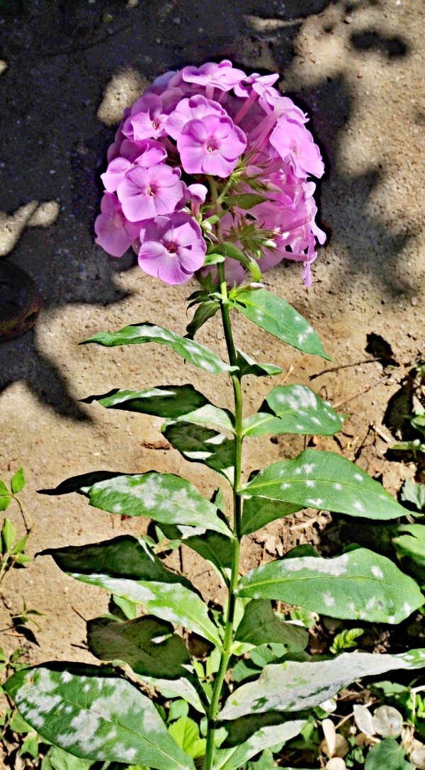 Padlí na listech floxu