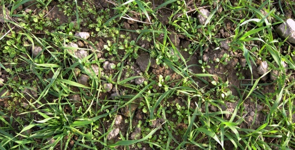 Podzimní zaplevelení ozimé pšenice