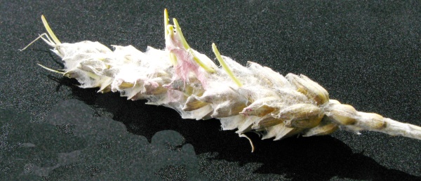 Napadení klasu pšenice houbami rodu Fusarium