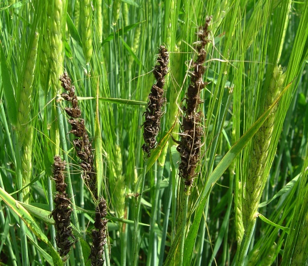 Prašná snětivost ječmene