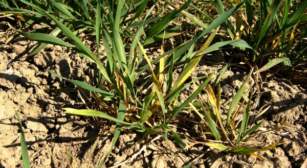 Příznaky virové zkrslosti pšenice