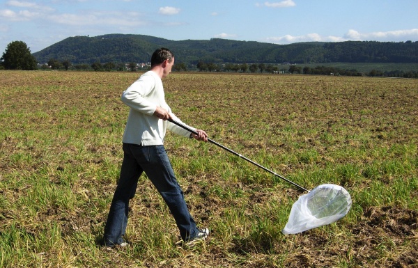 Monitoring náletu křísků - vektoru virové zkrslosti pšenice (WDV)