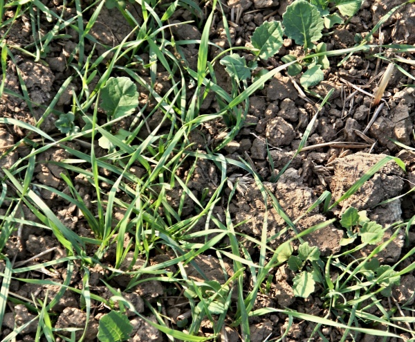 Vzešlý výdrol obilniny v řepce