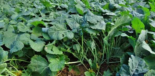 Přerostlý porost řepky bude mít sníženou zimovzdornost