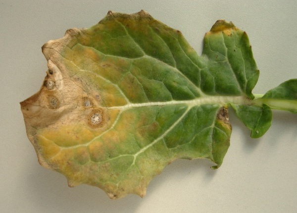 Piknidy houby Phoma lingam na listech řepky