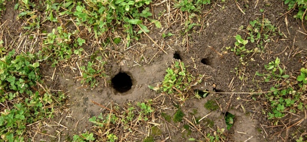 Aktivní - obsazená nora hrabošem polním ve vojtěšce