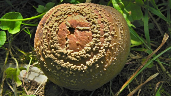 Moniliniová hniloba jádrovin