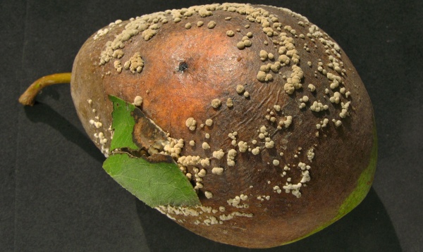 Moniliniová hniloba jádrovin