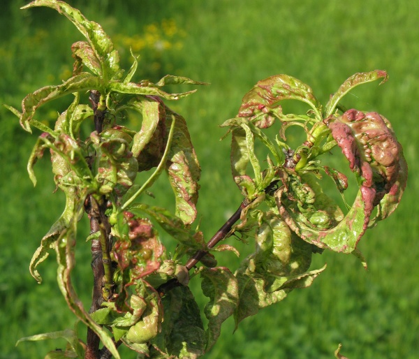 Podzimní ošetření broskvoně proti kadeřavosti se doporučuje u náchylných odrůd