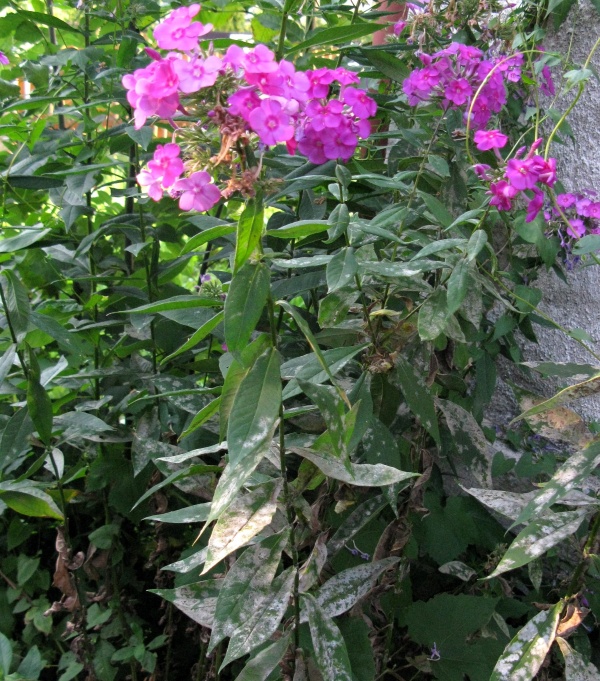 Padlí rdesnové na plaménku