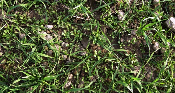 Podzimní aplikace herbicidů jsou častější - zaplevelení pšenice