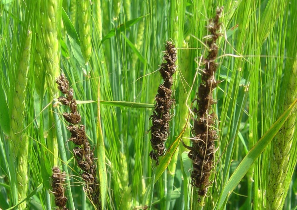 Na prašnou snětivost ječmene účinkují mořidla