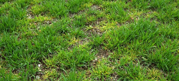 Příznaky virové zakrslosti ječmene