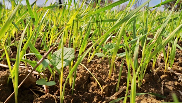 Potlačení výdrolu obilnin v řepce musí být provedeno co nejdříve