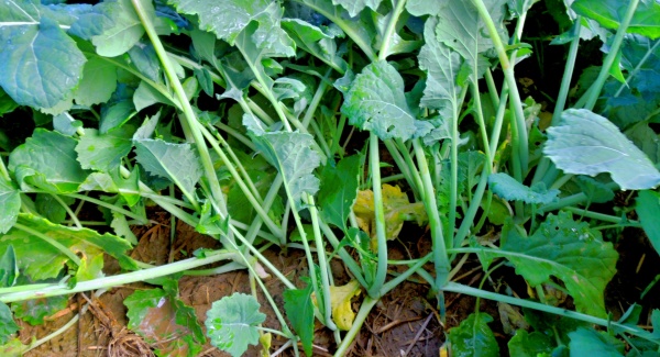 Riziko přerůstání řepky na podzim je stále častější