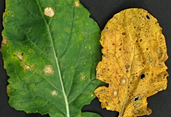 Foma může napadat řepku už na podzim - skvrny s pyknidami
