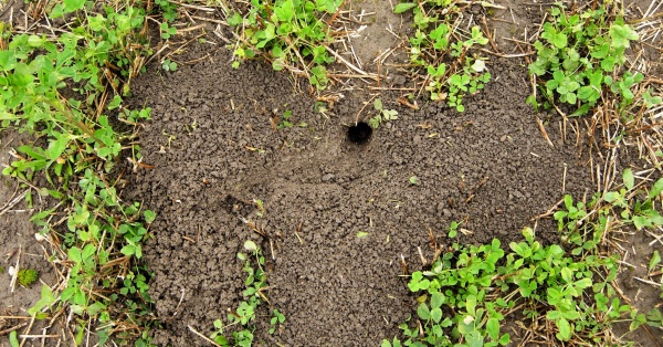 Aktivní nora hraboše polního s výhrabky