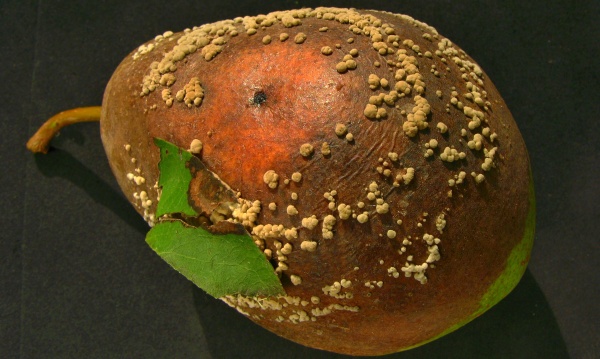 Moniliová hniloba jádrovin