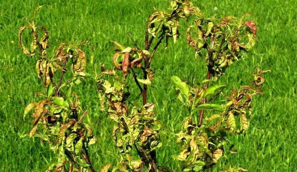 Kadeřavost listů broskvoně