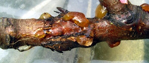 Klejotok na broskvoni