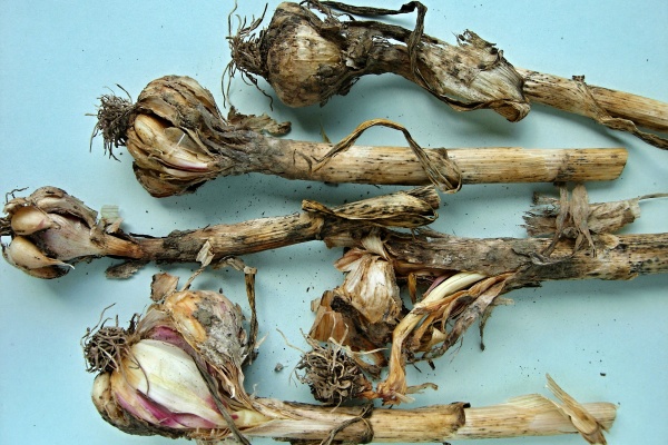 Česnek při sklizni napadený chorobami