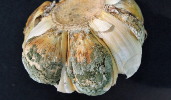 Penicillium na česneku