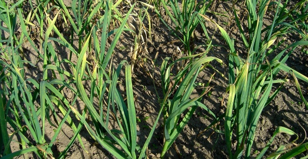 Příznaky napadení rostlin vlnovníkem česnekovým - zasychání špiček listů