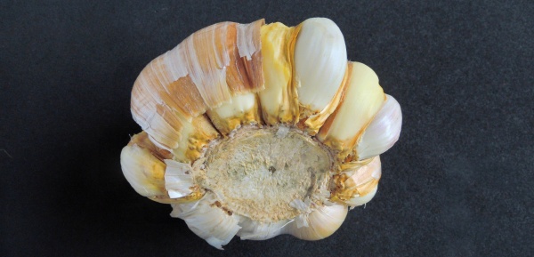 Poškození česneku vlnovníkem česnekovým