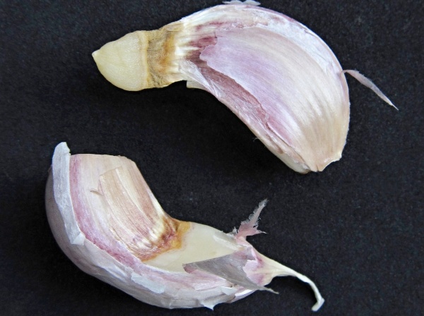 Poškození stroužků vlnovníkem česnekovým