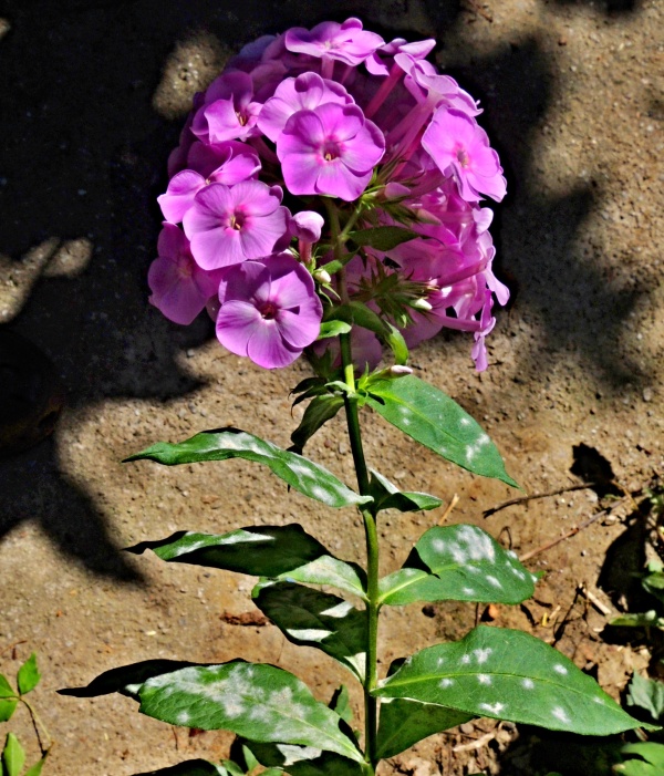 Padlí na plaménkách - floxách